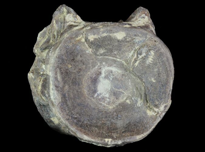 Xiphactinus (Cretaceous Fish) Vertebra - Kansas #64165